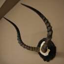 Impala-antilope (Aepyceros) schedeltrofee, trofee HL 52 cm, trofeeschild 88.4.75