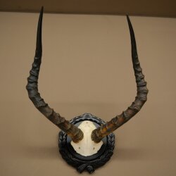 Impala-antilope (Aepyceros) schedeltrofee, trofee HL 52 cm, trofeeschild 88.4.75