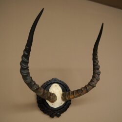 Impala-antilope (Aepyceros) schedeltrofee, trofee HL 52 cm, trofeeschild 88.4.75