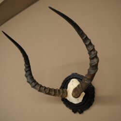 Impala-antilope (Aepyceros) schedeltrofee, trofee HL 52 cm, trofeeschild 88.4.75