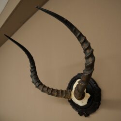 Impala-antilope (Aepyceros) schedeltrofee, trofee HL 52 cm, trofeeschild 88.4.75