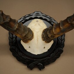 Impala-antilope (Aepyceros) schedeltrofee, trofee HL 52 cm, trofeeschild 88.4.75