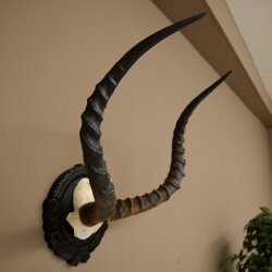 Impala-antilope (Aepyceros) schedeltrofee, trofee HL 52 cm, trofeeschild 88.4.75