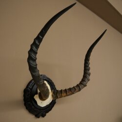 Impala-antilope (Aepyceros) schedeltrofee, trofee HL 52 cm, trofeeschild 88.4.75