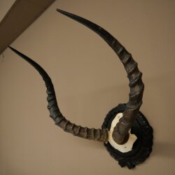 Impala-antilope (Aepyceros) schedeltrofee, trofee HL 52 cm, trofeeschild 88.4.75