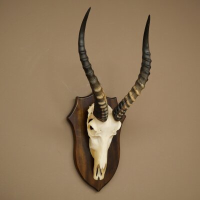 Blessbock (Damaliscus phillipsi) African antelope skull trophy, height 43 cm, mounted on a plaque, 88.5.26