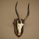 Blessbock (Damaliscus phillipsi) African antelope skull trophy, height 43 cm, mounted on a plaque, 88.5.26
