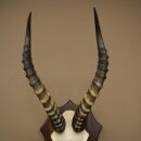 Blessbock (Damaliscus phillipsi) African antelope skull trophy, height 43 cm, mounted on a plaque, 88.5.26