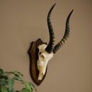 Blessbock (Damaliscus phillipsi) African antelope skull trophy, height 43 cm, mounted on a plaque, 88.5.26
