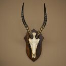 Blessbock (Damaliscus phillipsi) African antelope skull trophy, height 43 cm, mounted on a plaque, 88.5.26