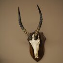Blessbock (Damaliscus phillipsi) African antelope skull trophy, height 43 cm, mounted on a plaque, 88.5.26