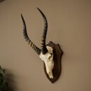 Blessbock (Damaliscus phillipsi) African antelope skull trophy, height 43 cm, mounted on a plaque, 88.5.26