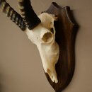 Blessbock (Damaliscus phillipsi) African antelope skull trophy, height 43 cm, mounted on a plaque, 88.5.26
