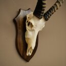 Blessbock (Damaliscus phillipsi) African antelope skull trophy, height 43 cm, mounted on a plaque, 88.5.26