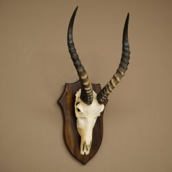 Blessbock (Damaliscus phillipsi) African antelope skull trophy, height 43 cm, mounted on a plaque, 88.5.26