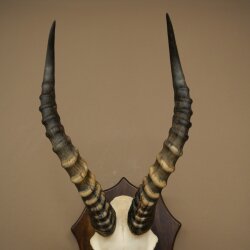 Blessbock (Damaliscus phillipsi) African antelope skull trophy, height 43 cm, mounted on a plaque, 88.5.26
