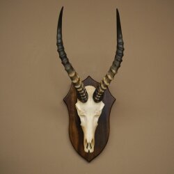 Blessbock (Damaliscus phillipsi) African antelope skull trophy, height 43 cm, mounted on a plaque, 88.5.26