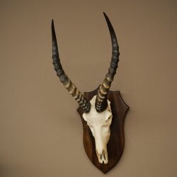 Blessbock (Damaliscus phillipsi) African antelope skull trophy, height 43 cm, mounted on a plaque, 88.5.26