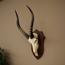 Blessbock (Damaliscus phillipsi) African antelope skull trophy, height 43 cm, mounted on a plaque, 88.5.26