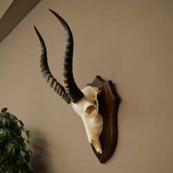 Blessbock (Damaliscus phillipsi) African antelope skull trophy, height 43 cm, mounted on a plaque, 88.5.26