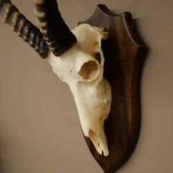 Blessbock (Damaliscus phillipsi) African antelope skull trophy, height 43 cm, mounted on a plaque, 88.5.26