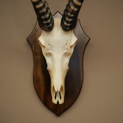 Blessbock (Damaliscus phillipsi) African antelope skull trophy, height 43 cm, mounted on a plaque, 88.5.26