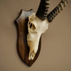 Blessbock (Damaliscus phillipsi) African antelope skull trophy, height 43 cm, mounted on a plaque, 88.5.26