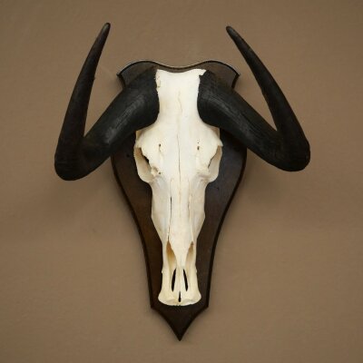 Gnu kleines Weißschwanzgnu Schädeltrophäe Afrika Antilope Schädel Trophäe Schild 88.9.52