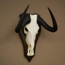 Gnu kleines Weißschwanzgnu Schädeltrophäe Afrika Antilope Schädel Trophäe Schild 88.9.52