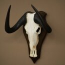 Gnu kleines Weißschwanzgnu Schädeltrophäe Afrika Antilope Schädel Trophäe Schild 88.9.52