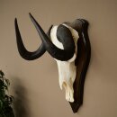 Gnu kleines Weißschwanzgnu Schädeltrophäe Afrika Antilope Schädel Trophäe Schild 88.9.52