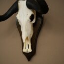 Gnu kleines Weißschwanzgnu Schädeltrophäe Afrika Antilope Schädel Trophäe Schild 88.9.52