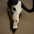 Gnu kleines Weißschwanzgnu Schädeltrophäe Afrika Antilope Schädel Trophäe Schild 88.9.52