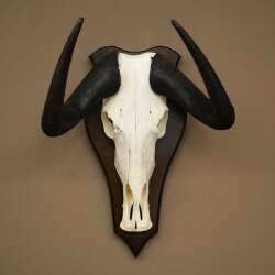 Gnu kleines Weißschwanzgnu Schädeltrophäe Afrika Antilope Schädel Trophäe Schild 88.9.52