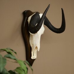 Gnu kleines Weißschwanzgnu Schädeltrophäe Afrika Antilope Schädel Trophäe Schild 88.9.52