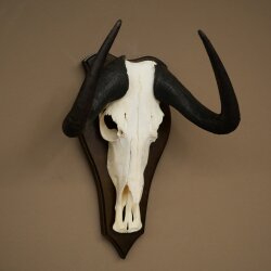 Gnu kleines Weißschwanzgnu Schädeltrophäe Afrika Antilope Schädel Trophäe Schild 88.9.52