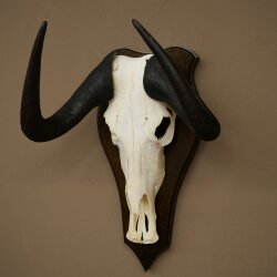 Gnu kleines Weißschwanzgnu Schädeltrophäe Afrika Antilope Schädel Trophäe Schild 88.9.52