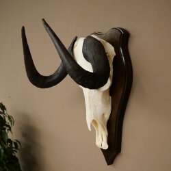 Gnu kleines Weißschwanzgnu Schädeltrophäe Afrika Antilope Schädel Trophäe Schild 88.9.52