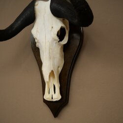 Gnu kleines Weißschwanzgnu Schädeltrophäe Afrika Antilope Schädel Trophäe Schild 88.9.52
