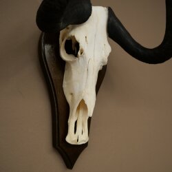 Gnu kleines Weißschwanzgnu Schädeltrophäe Afrika Antilope Schädel Trophäe Schild 88.9.52