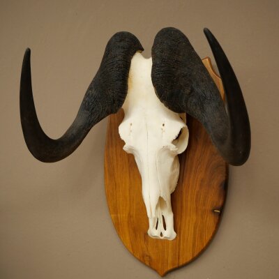 Gnu Weißschwanzgnu Schädeltrophäe Afrika Antilope Schädel Trophäe Schild 88.9.53