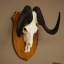 Gnu Weißschwanzgnu Schädeltrophäe Afrika Antilope Schädel Trophäe Schild 88.9.53