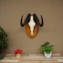 Gnu Weißschwanzgnu Schädeltrophäe Afrika Antilope Schädel Trophäe Schild 88.9.53