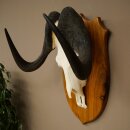 Gnu Weißschwanzgnu Schädeltrophäe Afrika Antilope Schädel Trophäe Schild 88.9.53