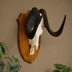 Gnu Weißschwanzgnu Schädeltrophäe Afrika Antilope Schädel Trophäe Schild 88.9.53
