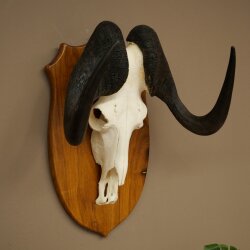 Gnu Weißschwanzgnu Schädeltrophäe Afrika Antilope Schädel Trophäe Schild 88.9.53