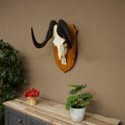 Gnu Weißschwanzgnu Schädeltrophäe Afrika Antilope Schädel Trophäe Schild 88.9.53