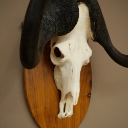 Gnu Weißschwanzgnu Schädeltrophäe Afrika Antilope Schädel Trophäe Schild 88.9.53