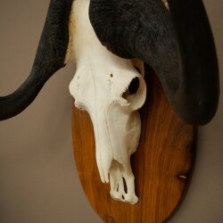 Gnu Weißschwanzgnu Schädeltrophäe Afrika Antilope Schädel Trophäe Schild 88.9.53