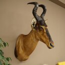 Hartebeest Kuh Antilope HL 50 cm Kopf Präparat...